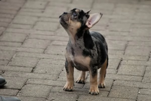 bouledogue francese | Foto 3