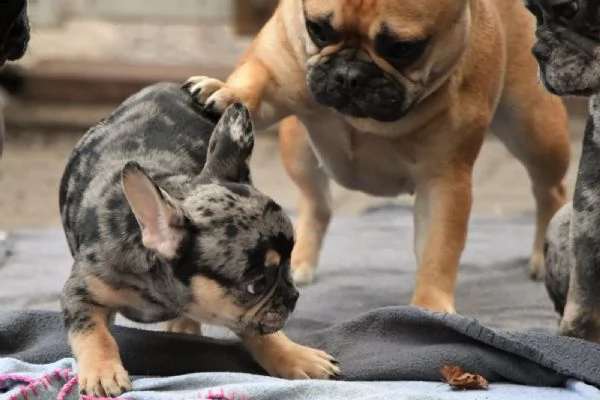 bouledogue francese | Foto 2