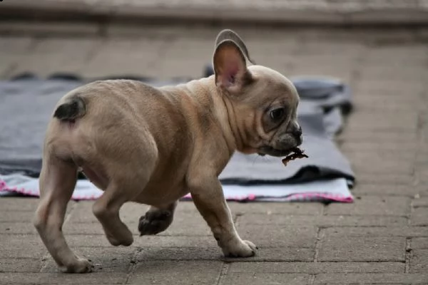 bouledogue francese | Foto 1