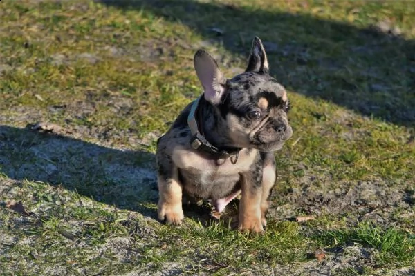 bouledogue francese | Foto 0