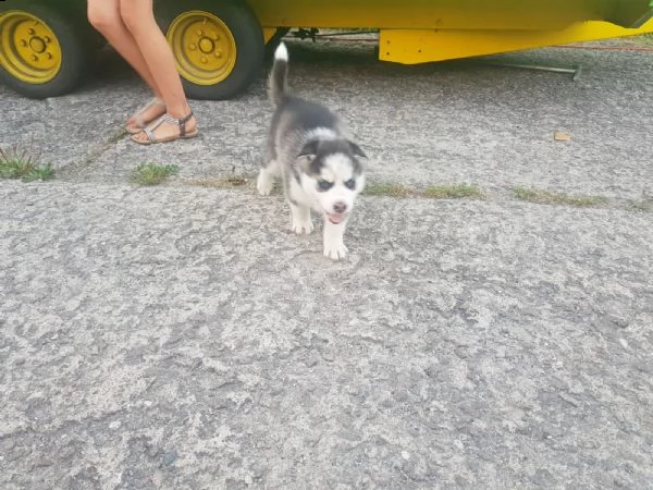 siberian husky occhi color ghiaccio stupendi | Foto 6