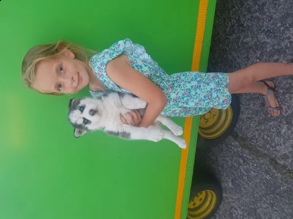 siberian husky occhi color ghiaccio stupendi | Foto 5