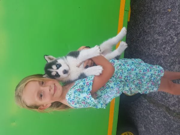 siberian husky occhi color ghiaccio stupendi | Foto 4
