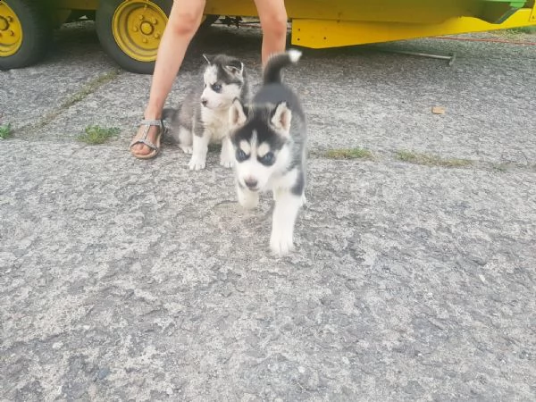 siberian husky occhi color ghiaccio stupendi