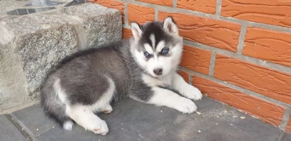 siberian husky occhi color ghiaccio stupendi | Foto 3
