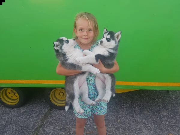 siberian husky occhi color ghiaccio stupendi | Foto 2