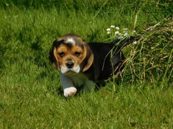 cuccioli di beagle con pedigree | Foto 4