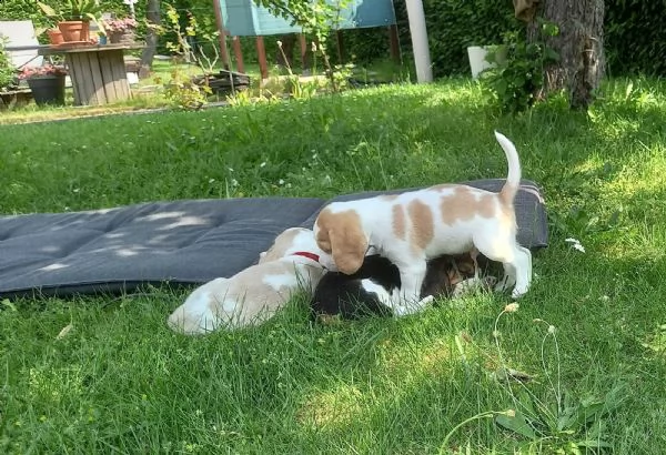 cuccioli di beagle con pedigree | Foto 3