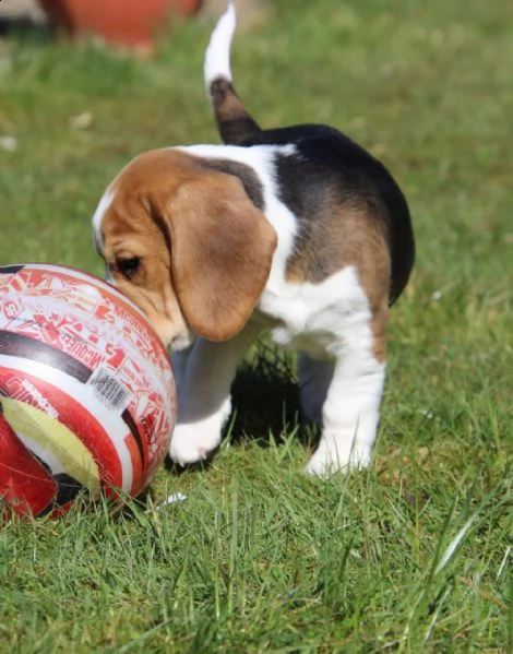 cuccioli di beagle con pedigree