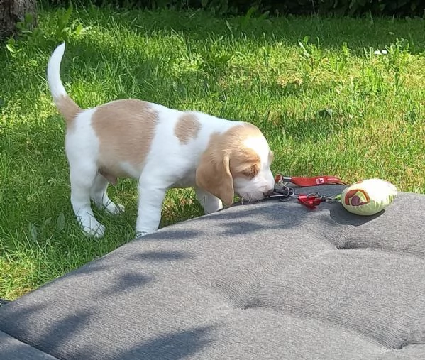 cuccioli di beagle con pedigree | Foto 2