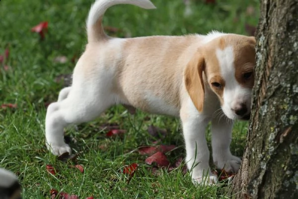 cuccioli di beagle con pedigree | Foto 1