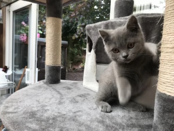british shorthair cuccioli blu | Foto 0