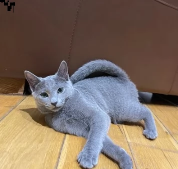 due cucciole di blue di russia