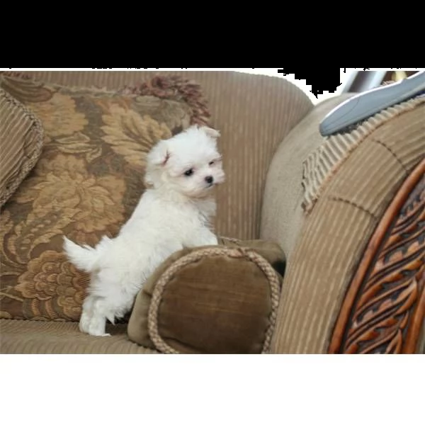 cucciolo di maltese mini toy bianco