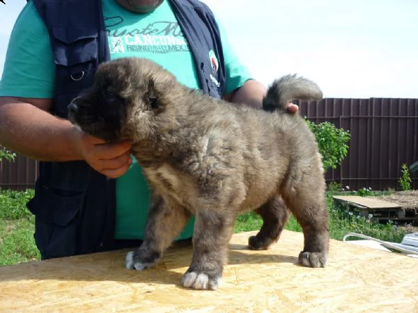 cuccioli di pastore del caucaso | Foto 0