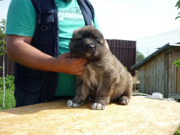 cuccioli di pastore del caucaso
