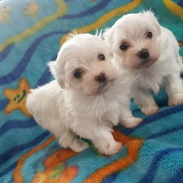 regalo adorabili cuccioli  maltese bianco  femminucce e maschietti