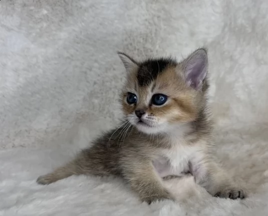 ultima cucciola di munchkin 