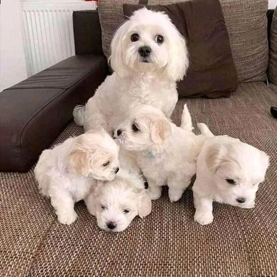 regalo allevamento maltesi taglia mini toy ho bellissimi cuccioli maltese pronti per loro nuove case
