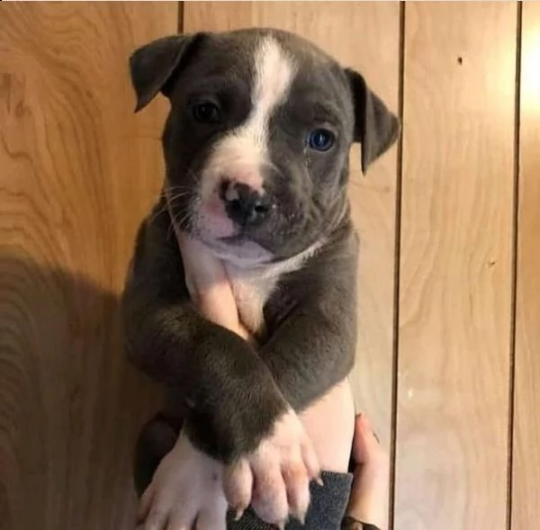 vendo cuccioli di pitbull di puro pedigree | Foto 4