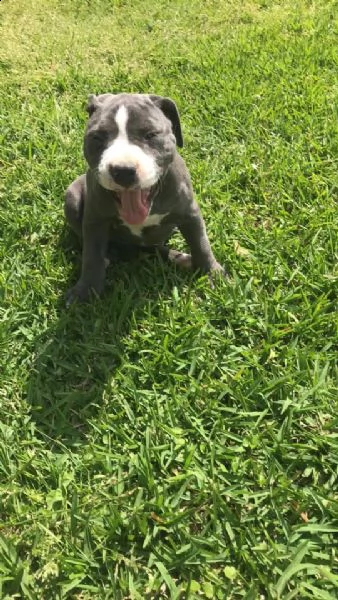 vendo cuccioli di pitbull di puro pedigree | Foto 3