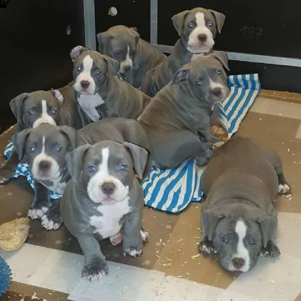 vendo cuccioli di pitbull di puro pedigree