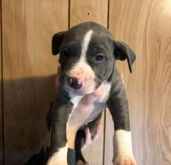 vendo cuccioli di pitbull di puro pedigree | Foto 2