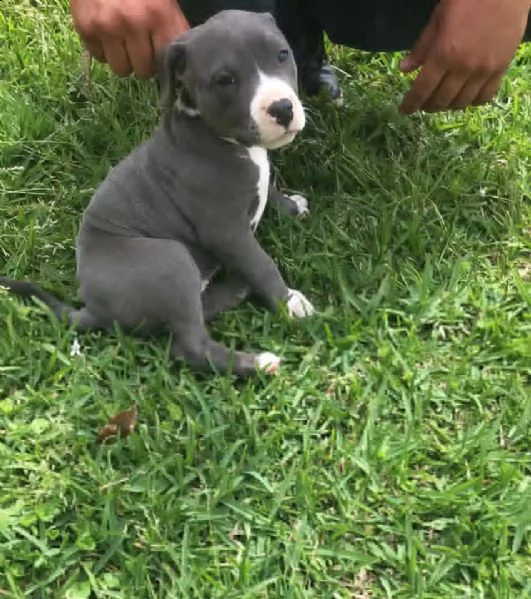 vendo cuccioli di pitbull di puro pedigree | Foto 0
