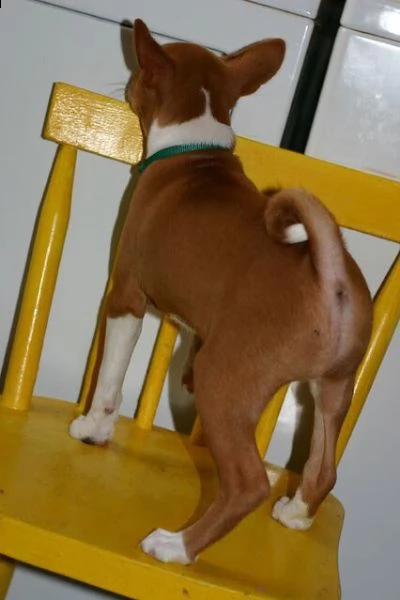 basenji cuccioli disponibili | Foto 0