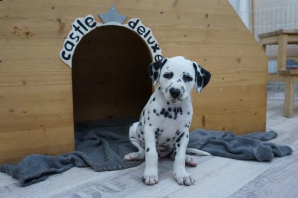 cuccioli dalmata | Foto 0