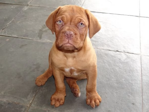 disponibili cuccioli dogue de bordeaux