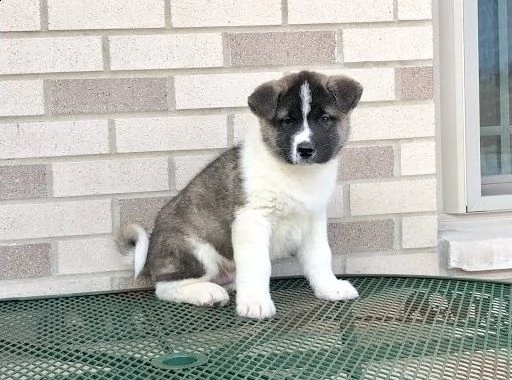cuccioli akita americano | Foto 0