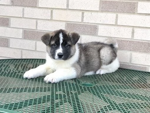 cuccioli akita americano