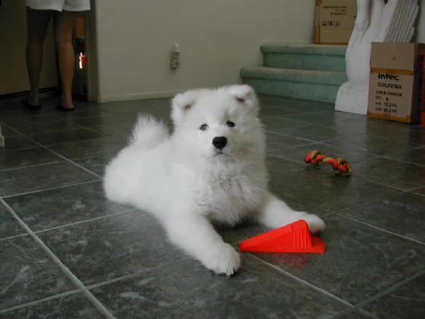 meravigliosa cucciolata di samoiedo | Foto 0