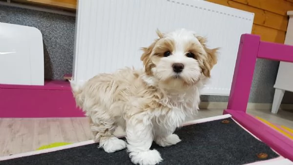 disponibili stupendi cuccioli di havanese | Foto 0