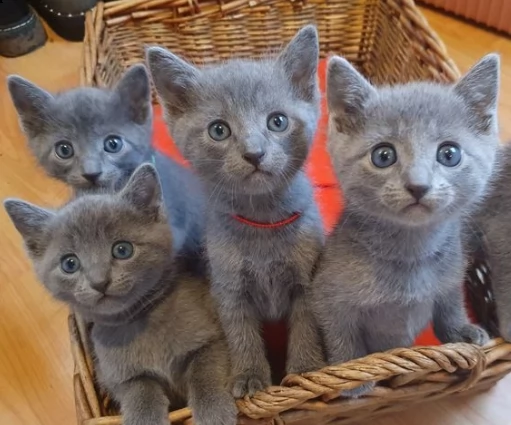 blue di russia gattino