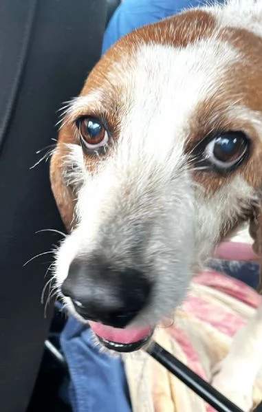 PV/MI: Gigia, Segugia a pelo duro Amore Puro | Foto 6