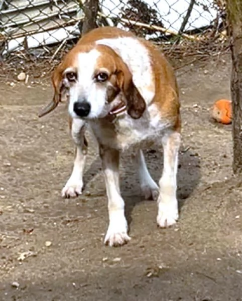 PV/MI: Gigia, Segugia a pelo duro Amore Puro | Foto 5