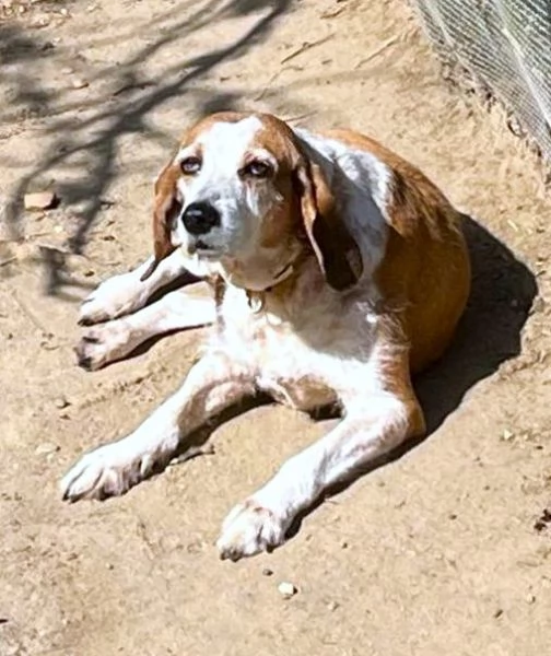 PV/MI: Gigia, Segugia a pelo duro Amore Puro | Foto 4