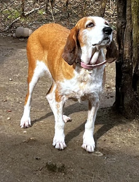 PV/MI: Gigia, Segugia a pelo duro Amore Puro | Foto 3