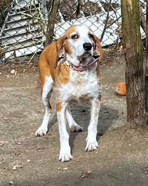 PV/MI: Gigia, Segugia a pelo duro Amore Puro | Foto 2