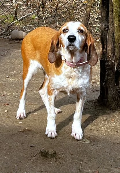 PV/MI: Gigia, Segugia a pelo duro Amore Puro