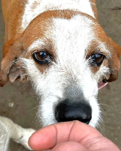 PV/MI: Gigia, Segugia a pelo duro Amore Puro | Foto 1