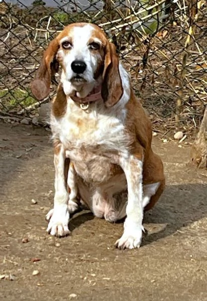 PV/MI: Gigia, Segugia a pelo duro Amore Puro | Foto 0