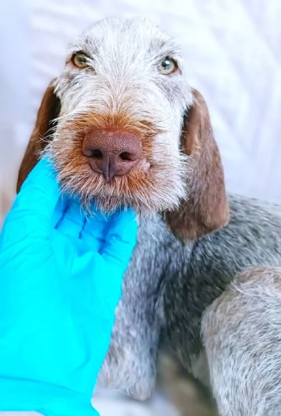 AGU' tenero cucciolo Spinone Italiano, 5 mesi