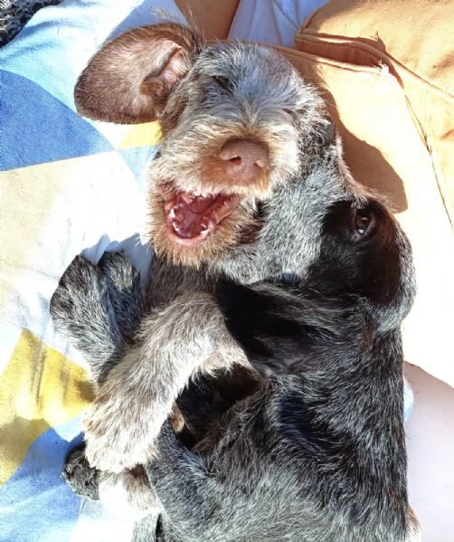 AGU' tenero cucciolo Spinone Italiano, 5 mesi | Foto 6