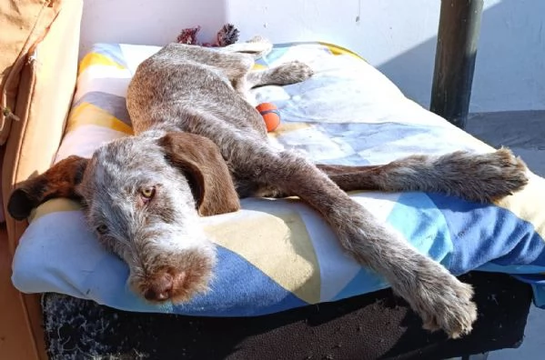 AGU' tenero cucciolo Spinone Italiano, 5 mesi | Foto 5