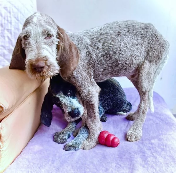 AGU' tenero cucciolo Spinone Italiano, 5 mesi | Foto 4