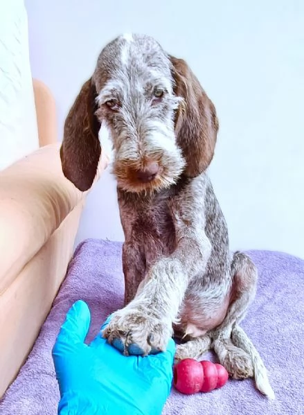 AGU' tenero cucciolo Spinone Italiano, 5 mesi | Foto 2