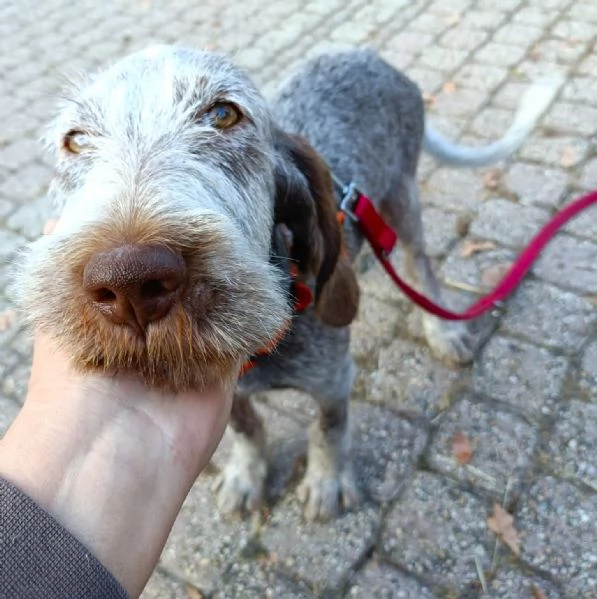 AGU' tenero cucciolo Spinone Italiano, 5 mesi | Foto 1